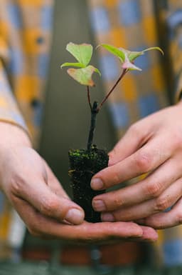 Cây non trong bầu đất tượng trưng cho cải tạo đất và hệ rễ khỏe