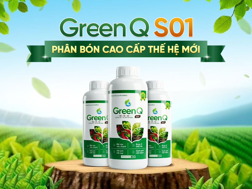 GREEN Q S01
